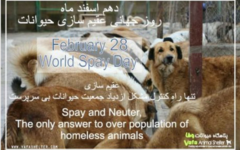 World Spay Day-2017