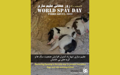 World Spay Day – 2022