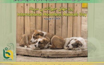 International Homeless Animals Day-2024