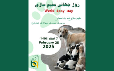 World Spay Day- 2025