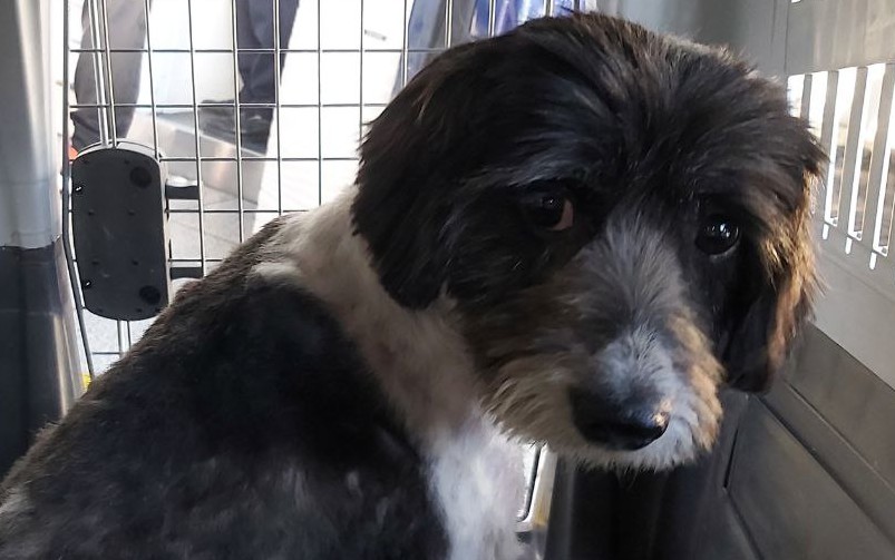From Fear to Family: Lola’s Story