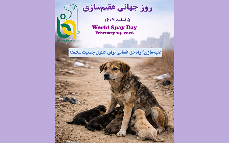 World Spay Day – 2026